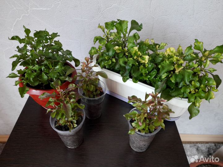 Альтернотера