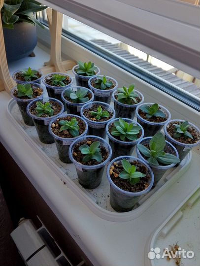 Эустома сорт Эхо