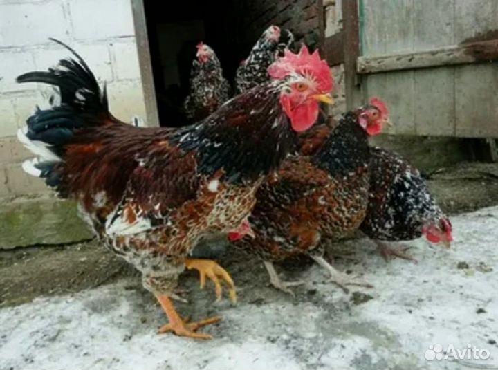 Яйцо инкубационное