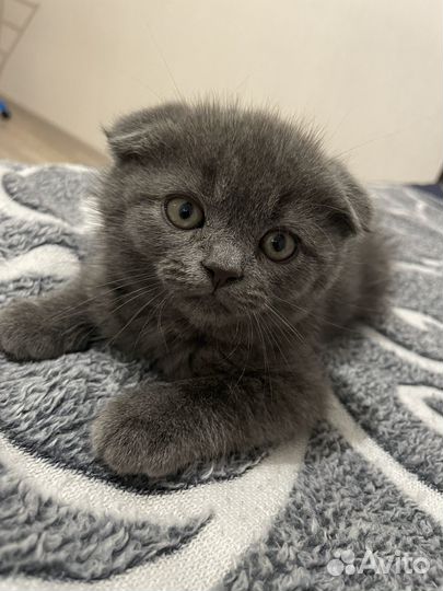 Котята бесплатно