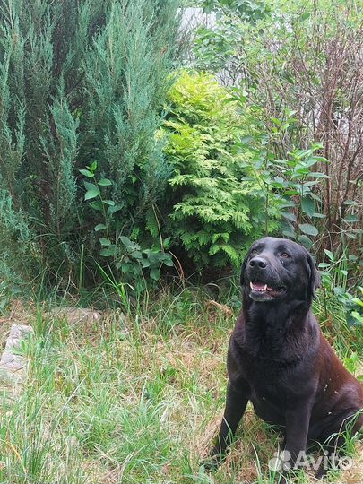 Домашние животные собаки бесплатно