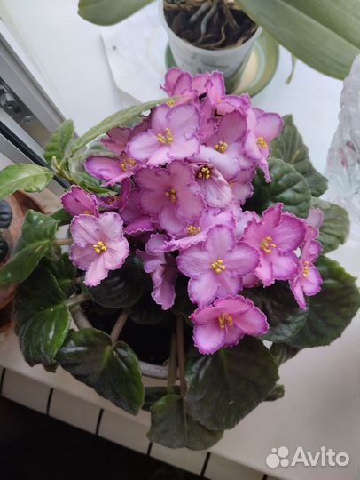 Цветущие сортовые фиалки 