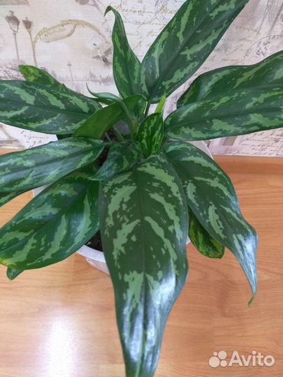 Комнатные цветы