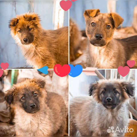 Спасите пушистое сердце. Щенок ищет дом