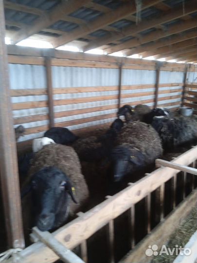 Курдючные бараны