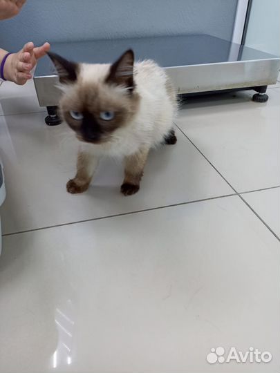 Кошечка в добрые руки