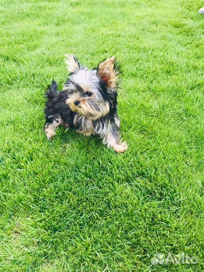 Йоркширский терьер