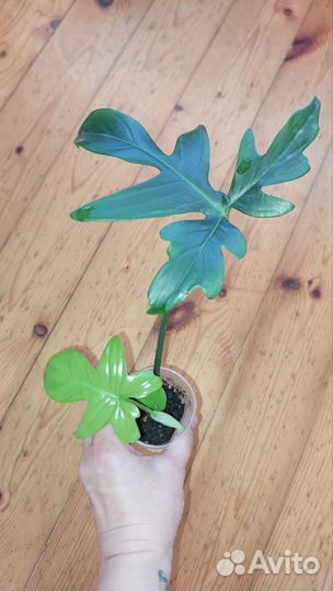 Филодендрон