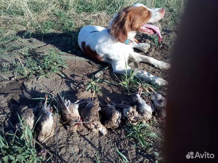 Кобель для вязки Бретонский эпаньоль