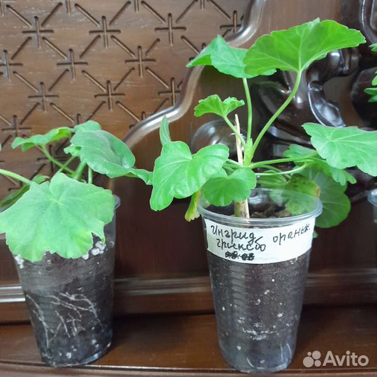 Пеларгония герань