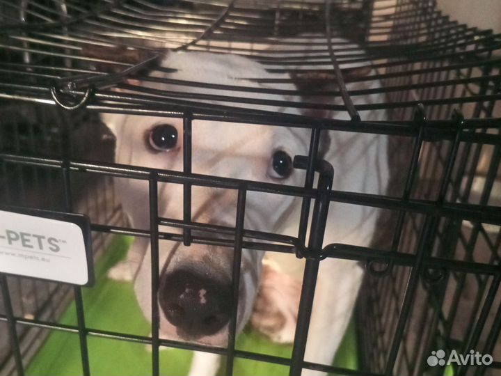 Отдам бесплатно собаку