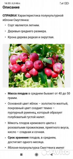 Саженцы груши и яблони