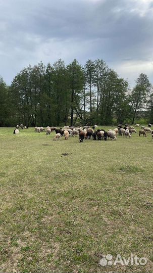 Овцы на курбан байрам