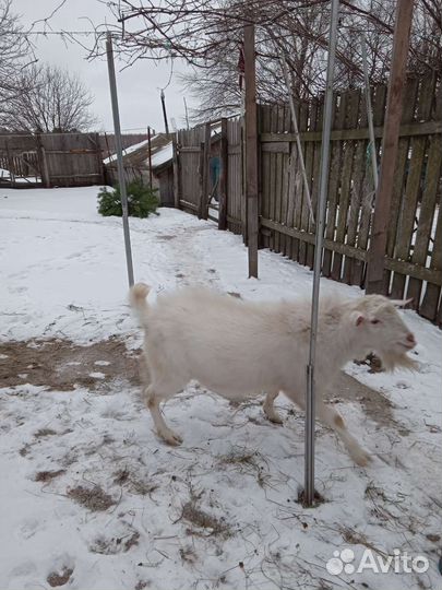 Продается козлик