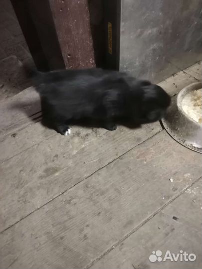 Отдам бесплатно