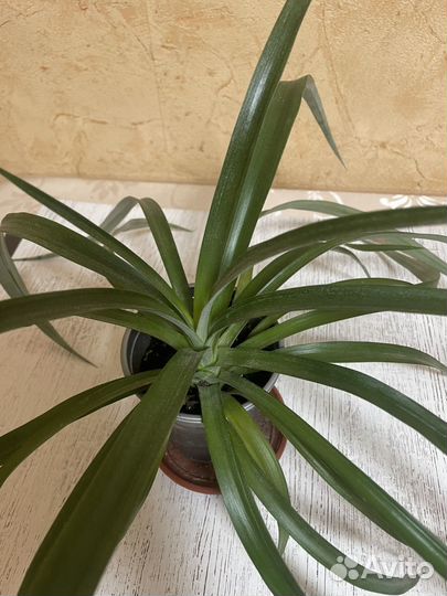 Ананас комнатный Амиго