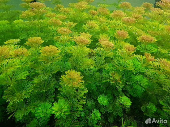 Аквариумное растение лимнофила