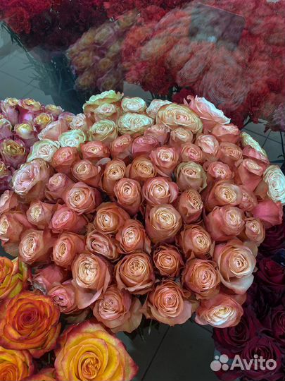 Роза Эквадор