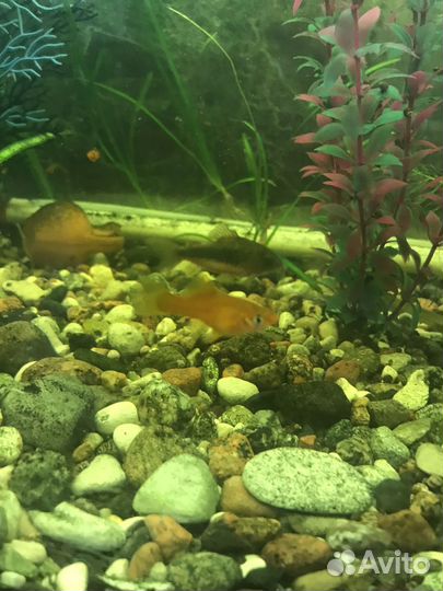 Аквариумные рыбки