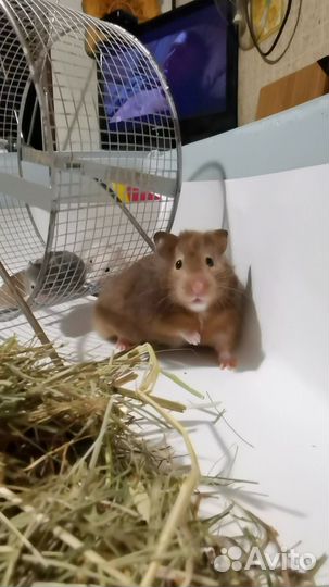 Сирийский хомяк