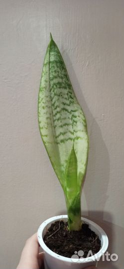 Сансевиерия