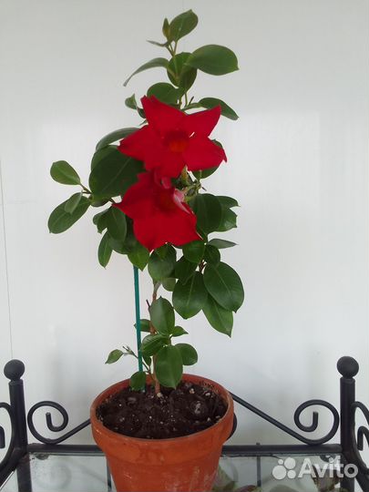 Дипладения