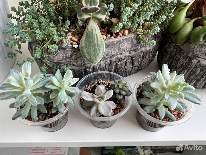 Суккуленты