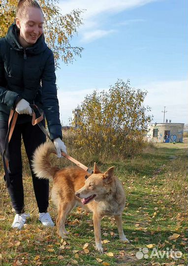 Солнышко приюта