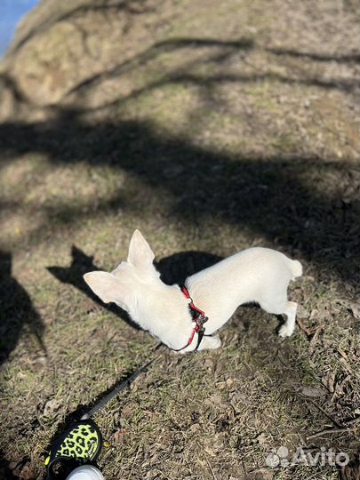 Вязка кобель чихуахуа