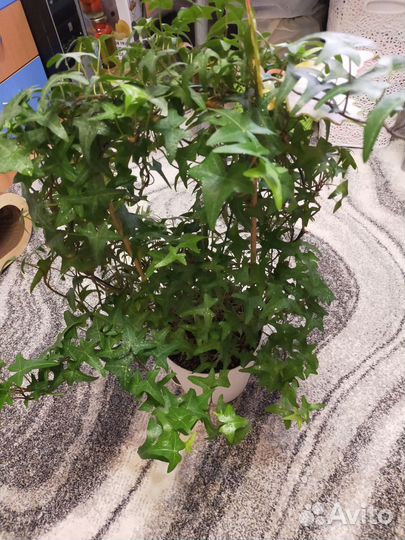 Плющ Хедера