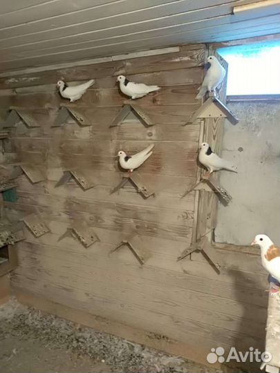 Голуби