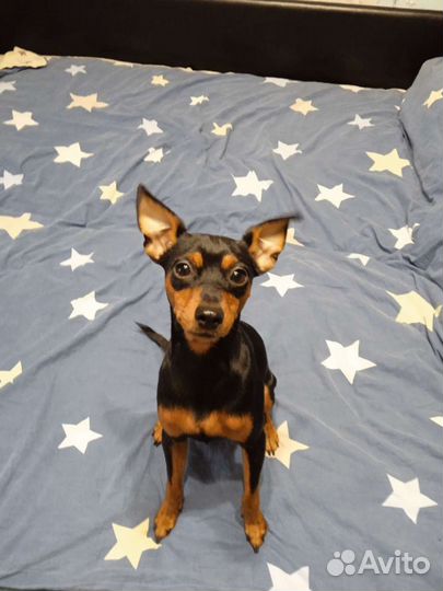 Вязка цвергпинчер