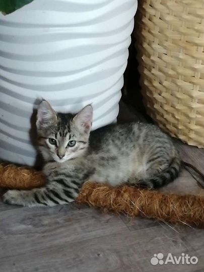 Кошка в дар бесплатно