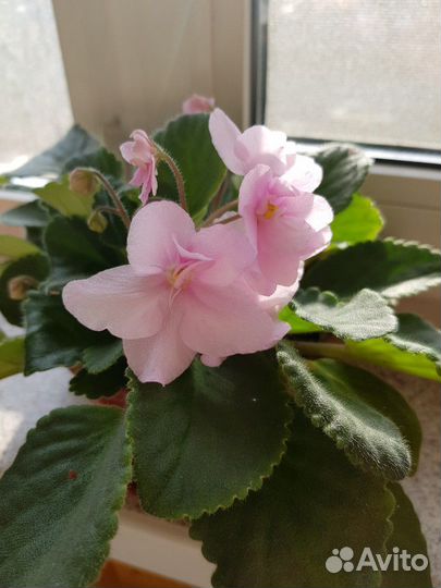 Фиалка белая розовая фиолетовая