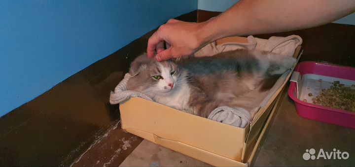 Котик ищет дом и добрых людей