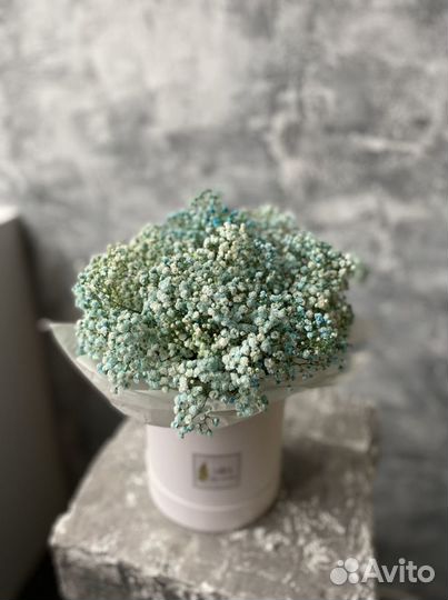 Гипсофила, розовая гипсофила, голубая гипсофила