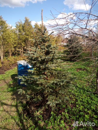 Ель голубая крупномер