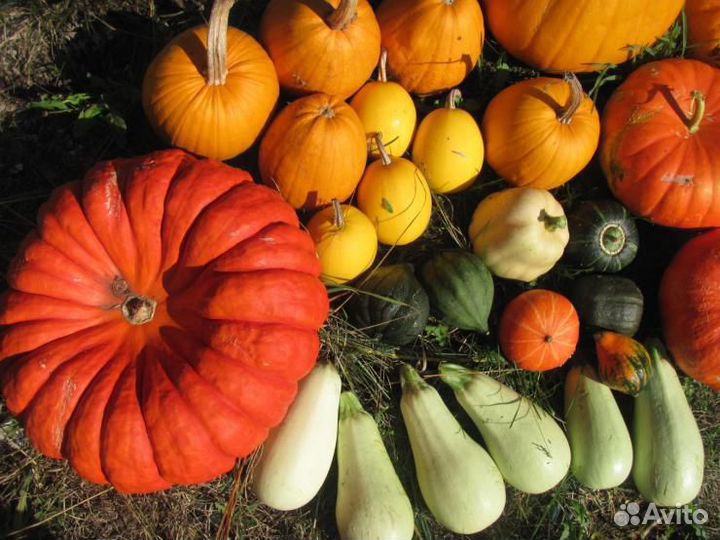 Тыква, кабачки доставкой