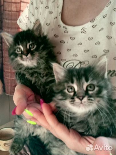 Сибирские котята