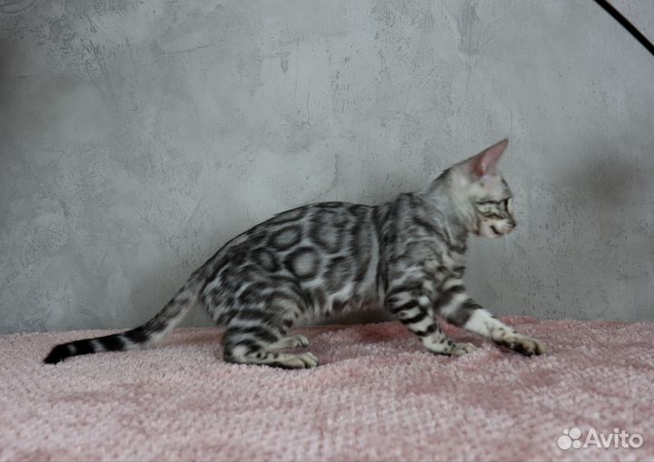 Серебрянный бенгал