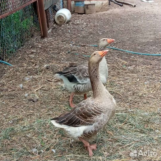 Продам гусей
