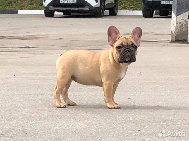Французский бульдог щенки