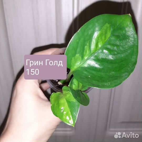 Сциндапсусы и эпики сортовые