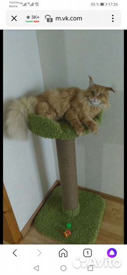 Когтеточка