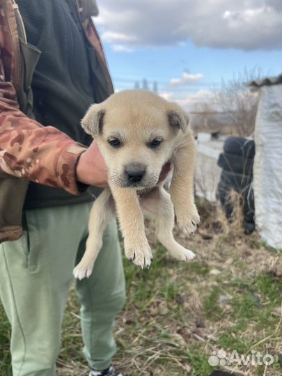 Отдам щенка в добрые руки