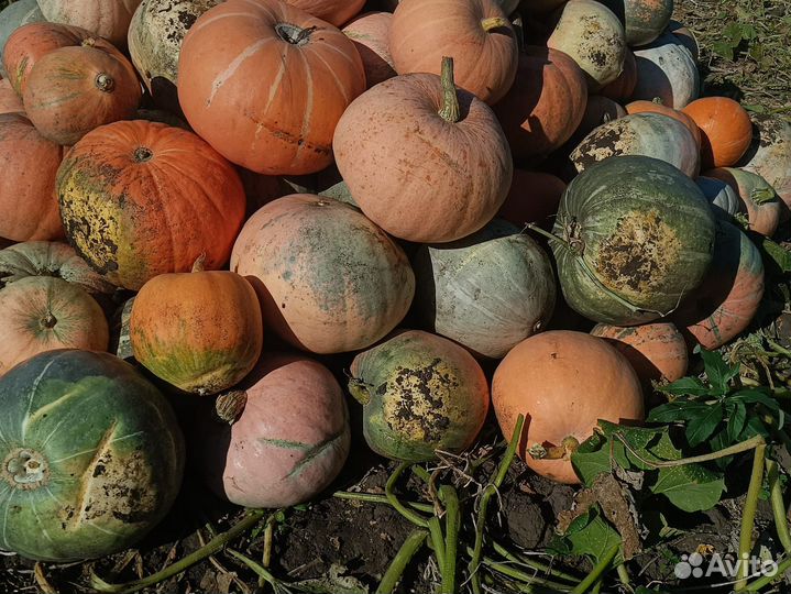 Тыква кормовая