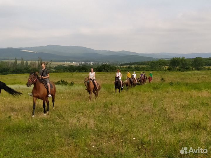 Конные прогулки г Новороссийск ст Натухаевскся