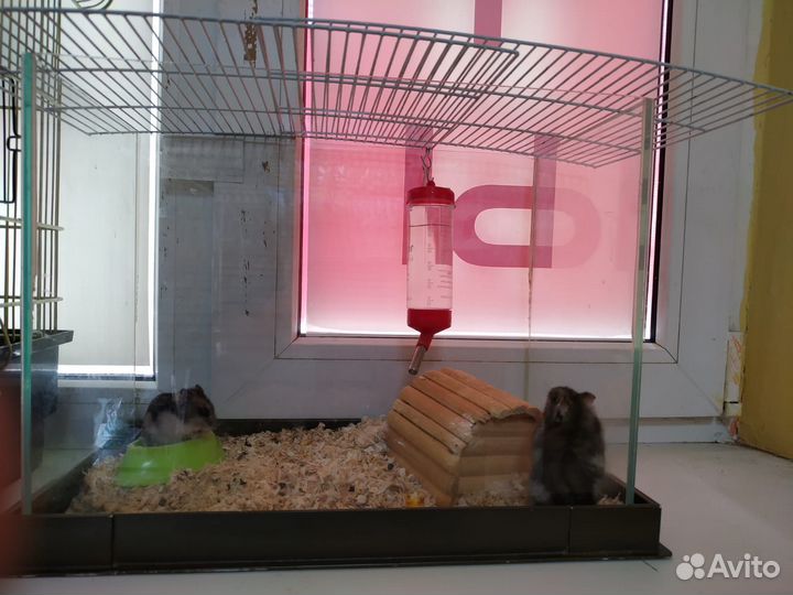 Аквариум + хомячок