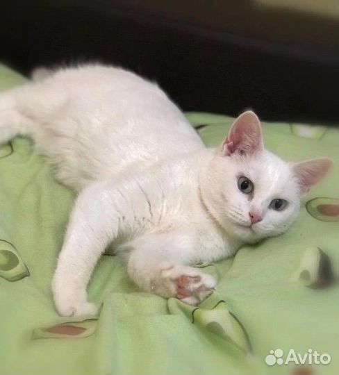 Кошечка Шуня