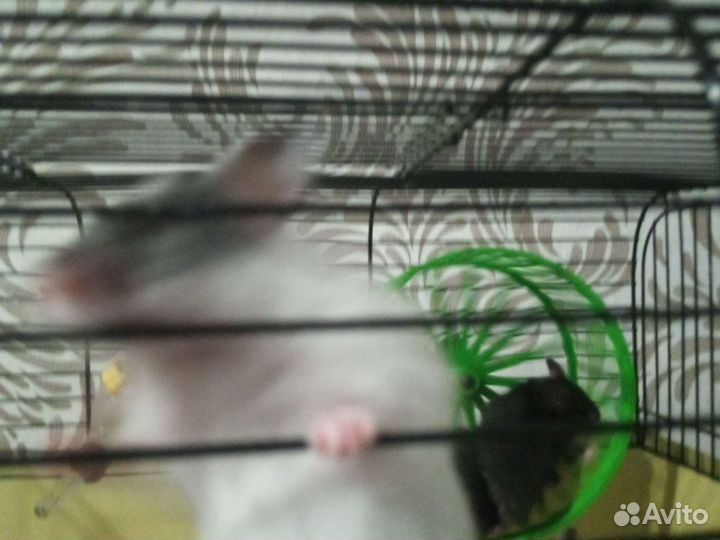 Сирийский хомяк